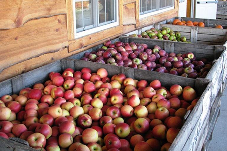 Apple Tasting Weekend