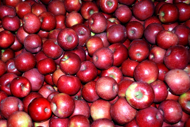 red_apples473